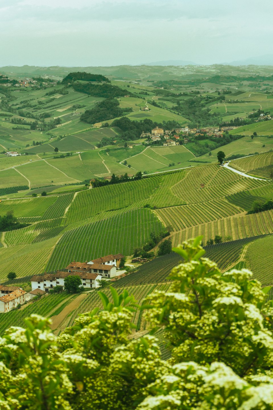Colline verdi con vigneti a terrazze e case di villaggio tradizionali.