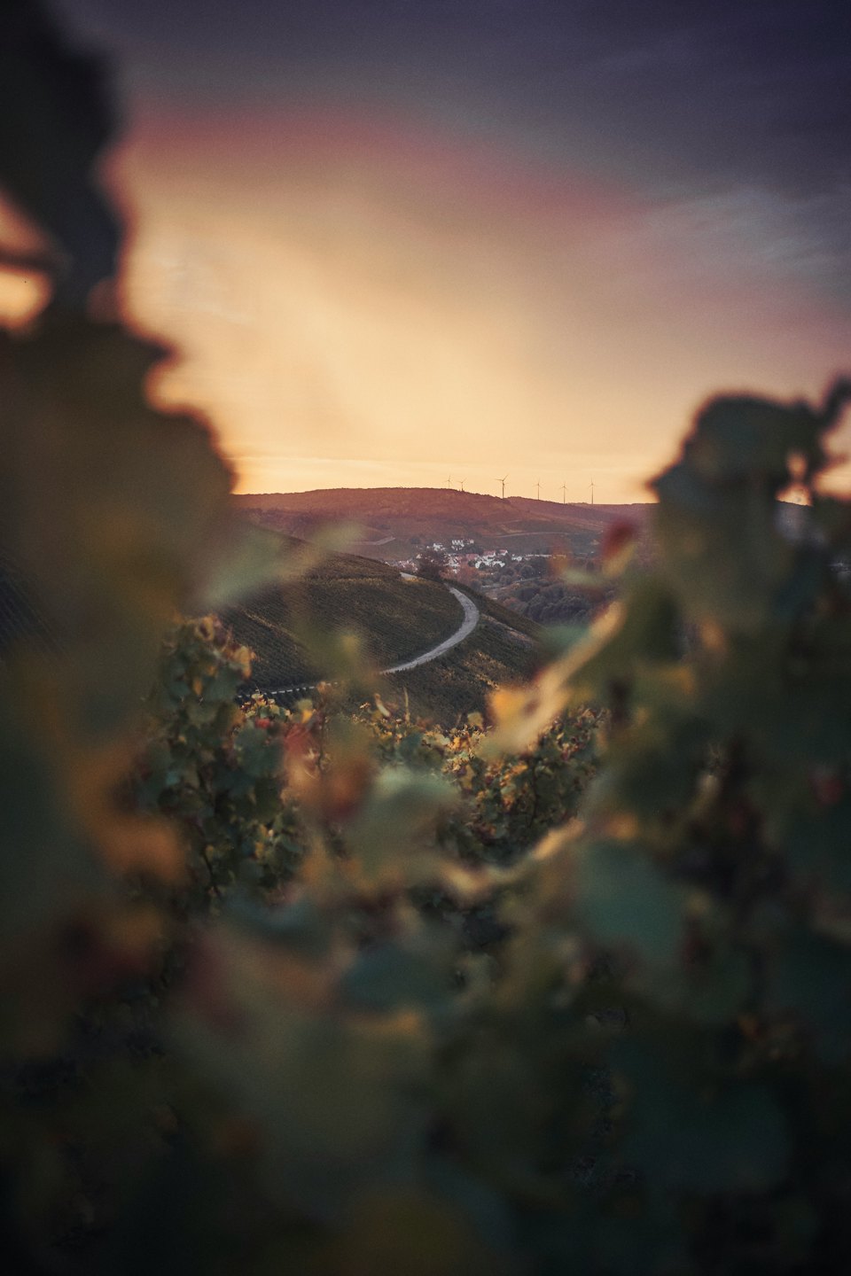 Vigneti e colline ondulate conducono a un villaggio al tramonto.