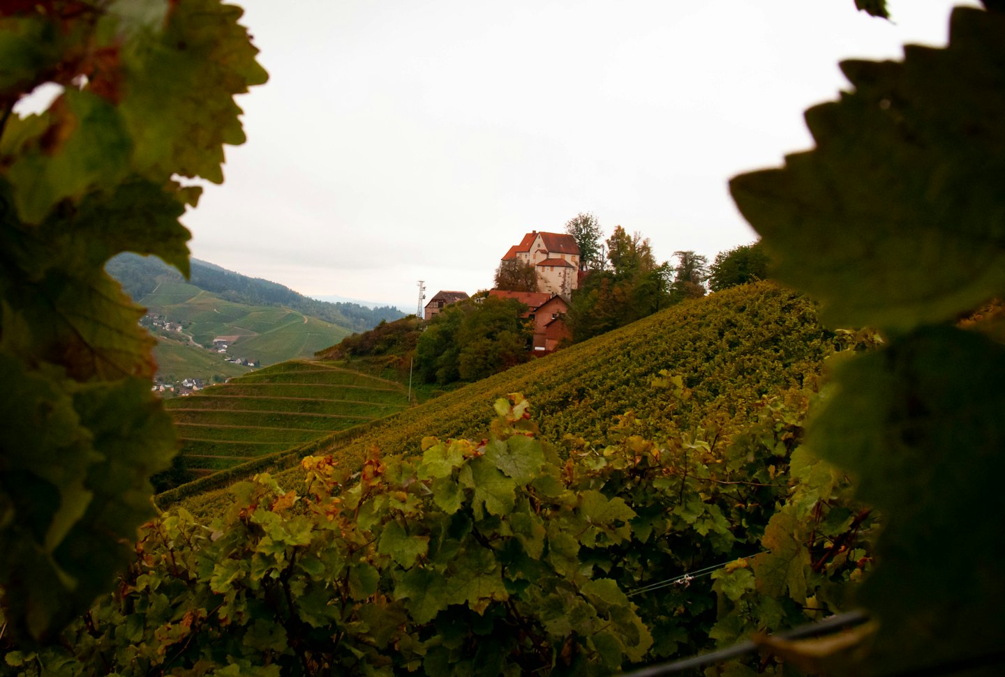 Vigneti a terrazze coprono dolci colline con un edificio in pietra nelle vicinanze.